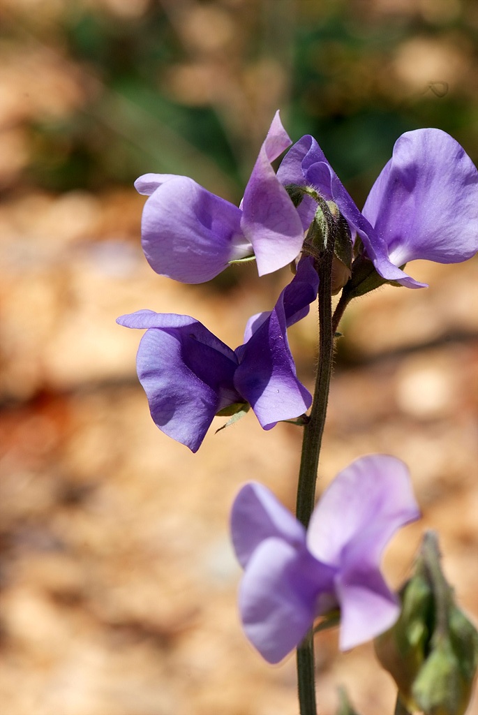 스위트피 - Sweet pea, Lathyrus odoratus L.