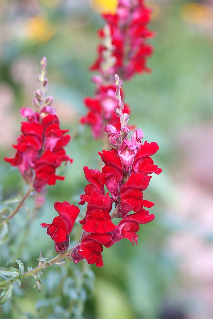 금어초 - snapdragon, Antirrhinum majus