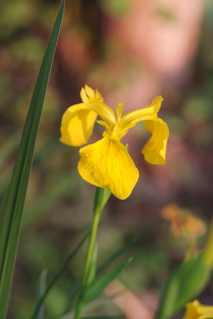 노랑꽃창포 - Yellow irid, Iris pseudacorus L.