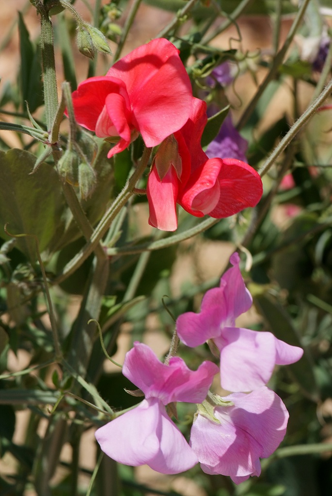 스위트피 - Sweet pea, Lathyrus odoratus L.