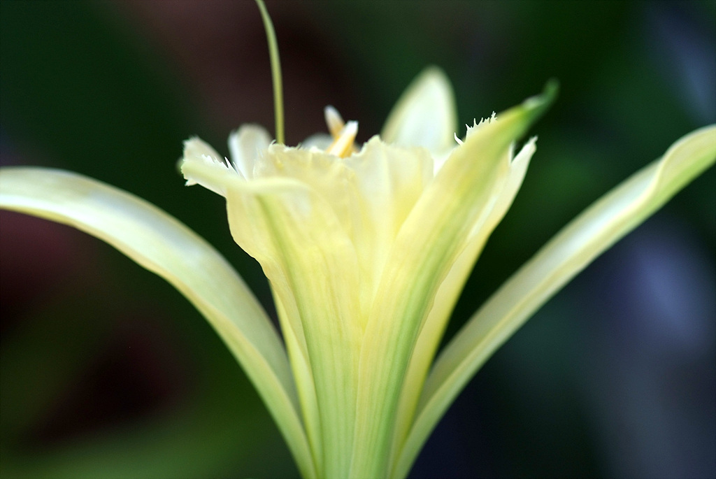 스파이더릴리 - Hymenocallis