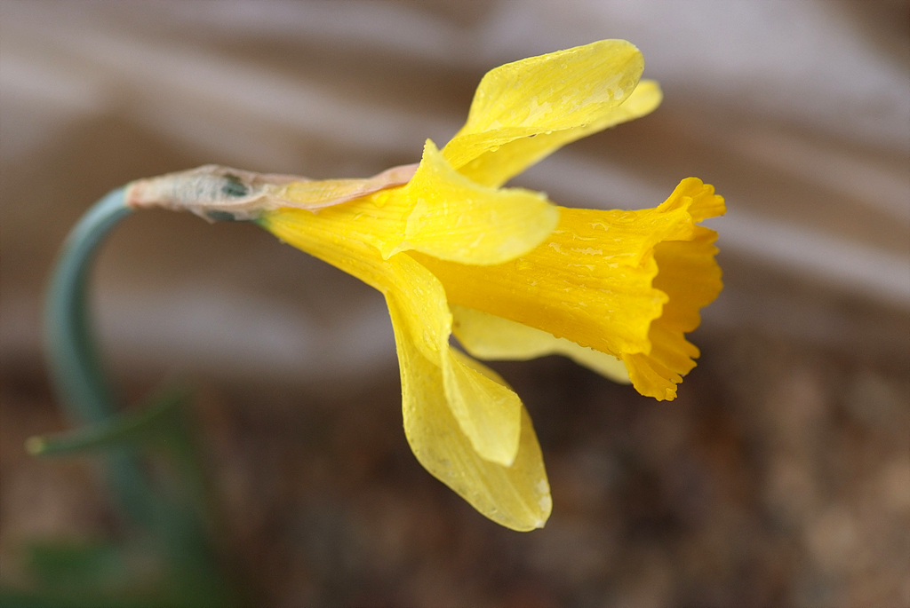 수선화 - daffodil, Narcissus tazetta var. chinensis