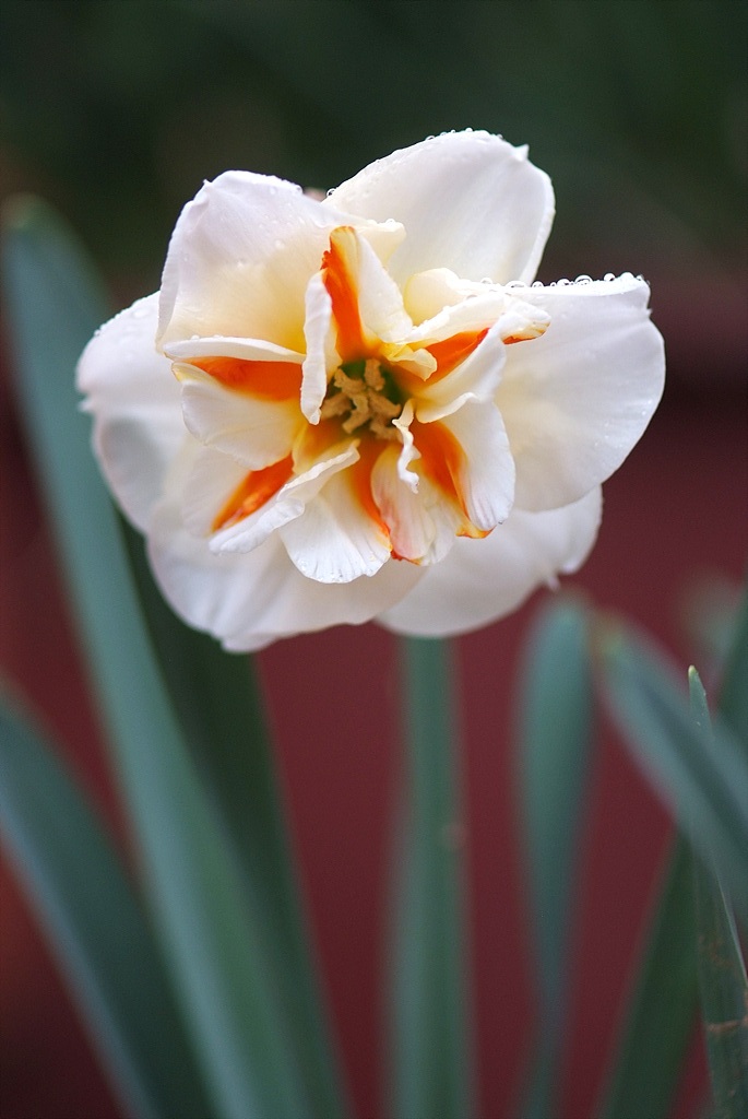 수선화 - daffodil, Narcissus tazetta var. chinensis
