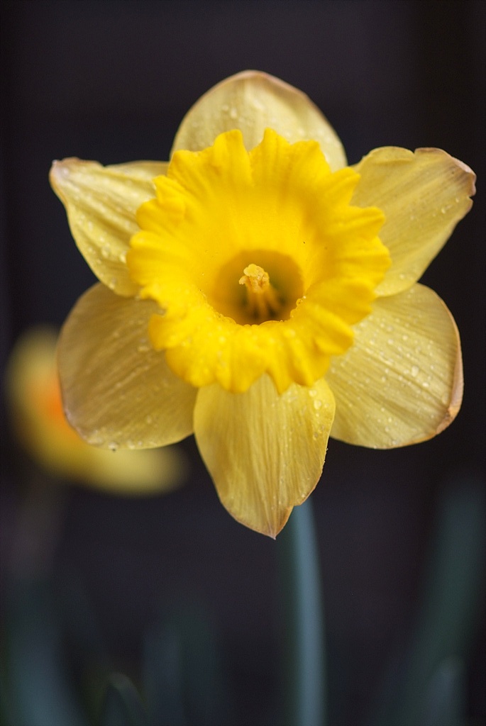 수선화 - daffodil, Narcissus tazetta var. chinensis