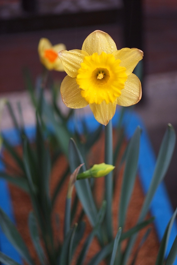 수선화 - daffodil, Narcissus tazetta var. chinensis