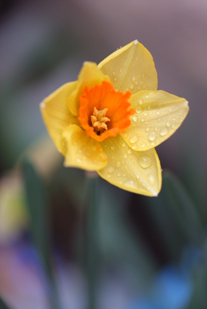 수선화 - daffodil, Narcissus tazetta var. chinensis