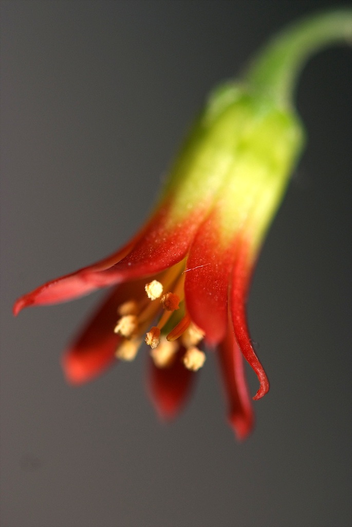파필라리스 - Cotyledon papilaris