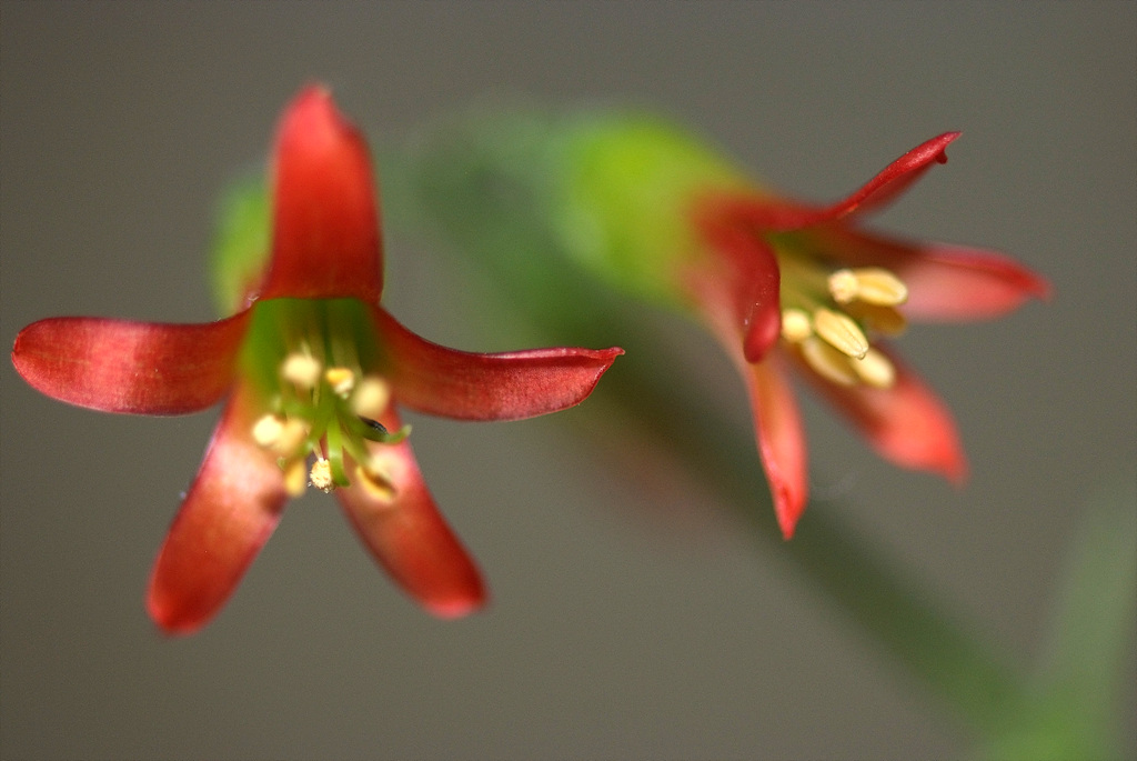 파필라리스 - Cotyledon papilaris