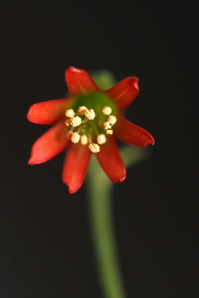 파필라리스 - Cotyledon papilaris