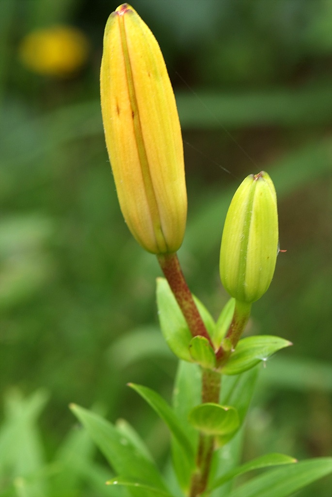 백합 - Lily, Lilium longiflorum Thunb.