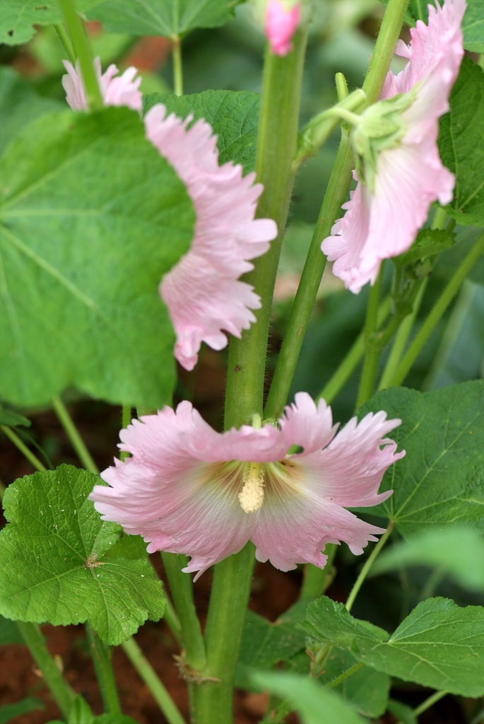 접시꽃 - Alcea rosea, Althaea rosea