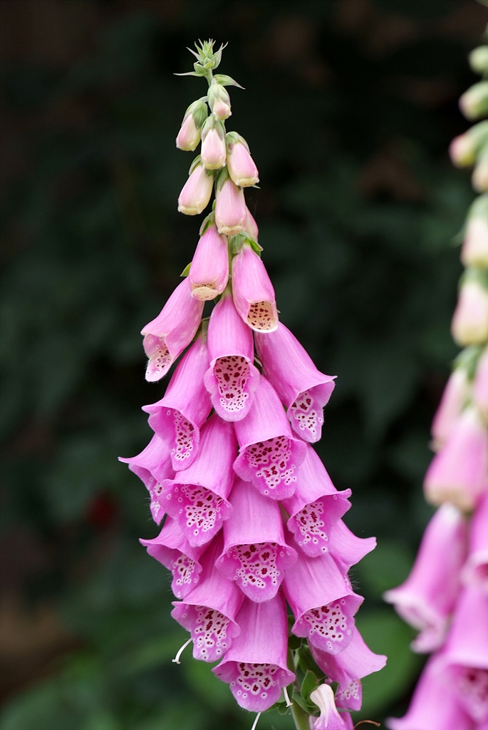 디기탈리스 - Digitalis, Digitalis purpurea L.