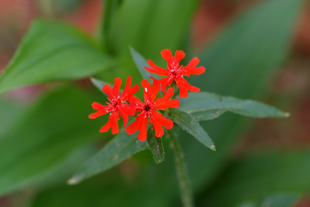 동자꽃 - Lychnis cognata