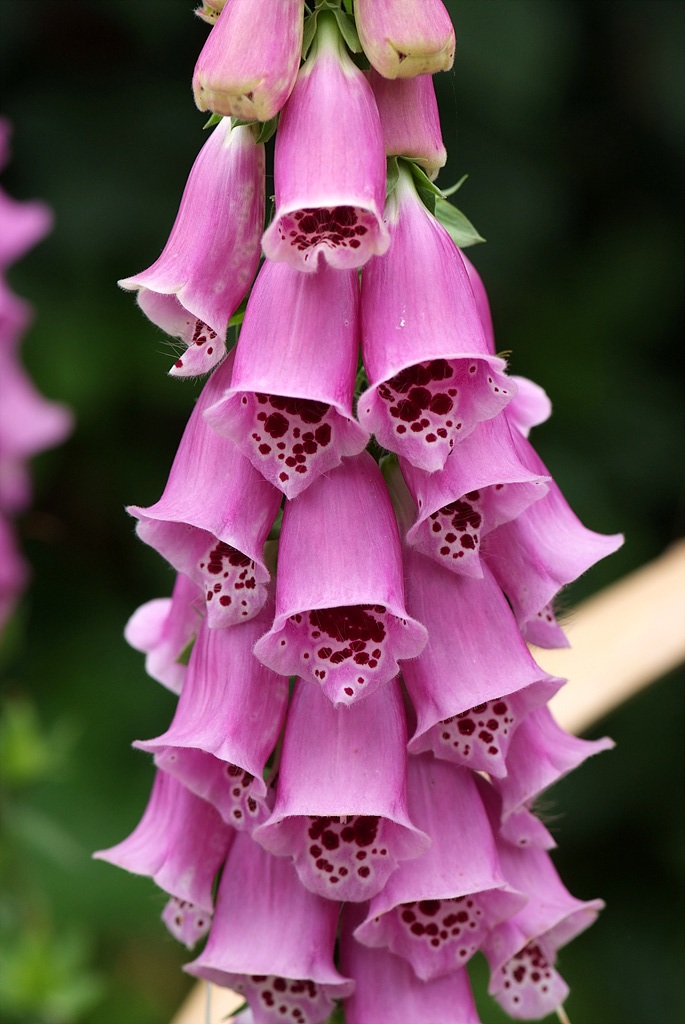 디기탈리스 - Digitalis, Digitalis purpurea L.