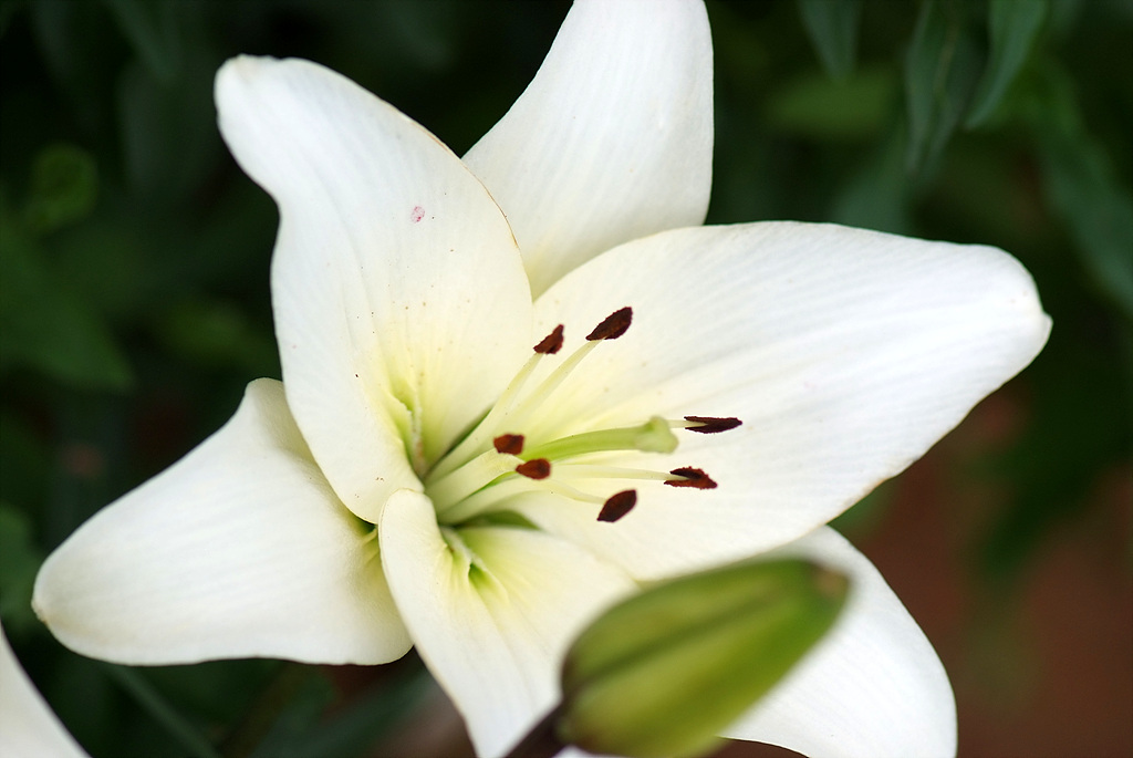 백합 - Lily, Lilium longiflorum Thunb.