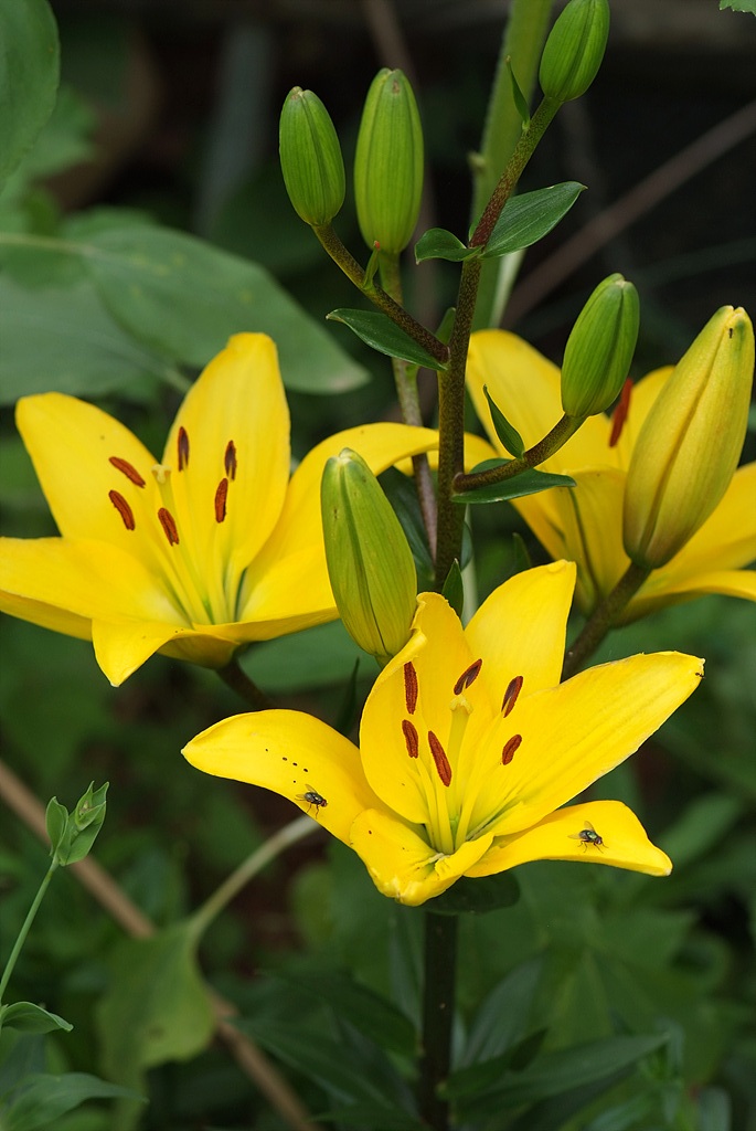 백합 - Lily, Lilium longiflorum Thunb.