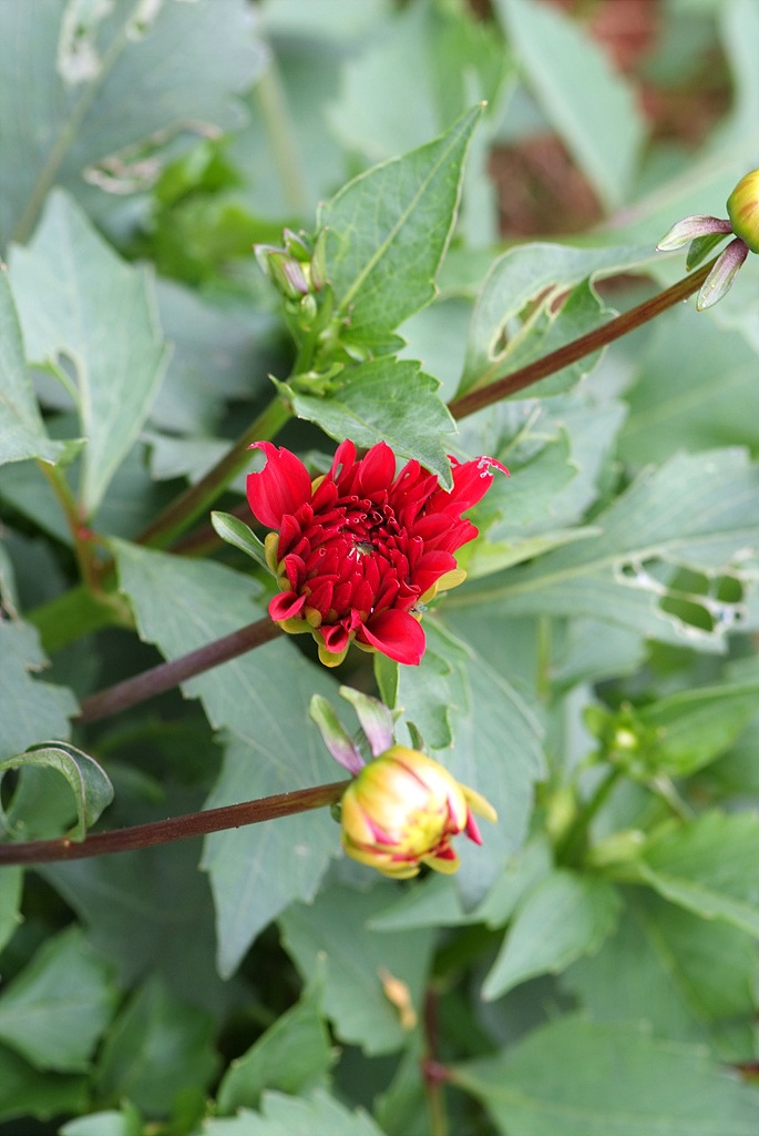 다알리아 - YELLOw BAIRD, Dahlia pinnata Cav.