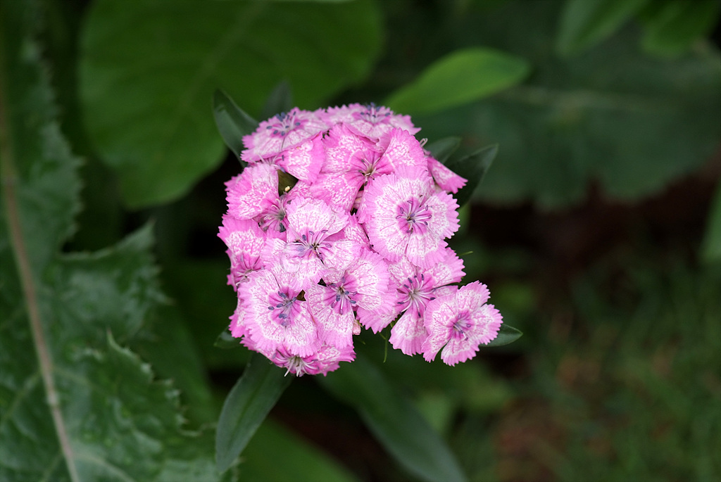 패랭이꽃 - Dianthus chinensis L. var. chinensis, Dianthus chinensis L. var. chinensis