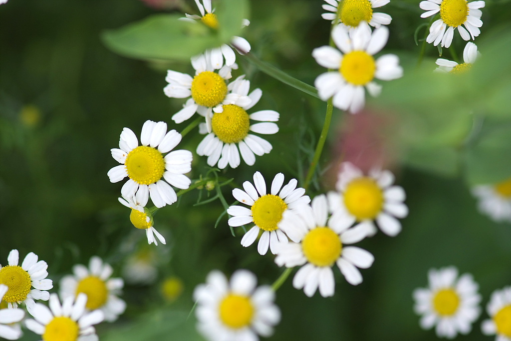 케모마일 - camomile, Matricaria chamomilla