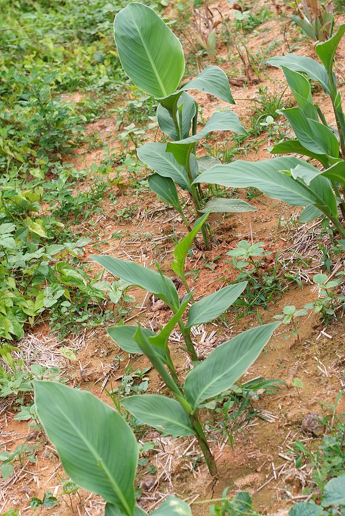 칸나 - Canna lily, Canna spp