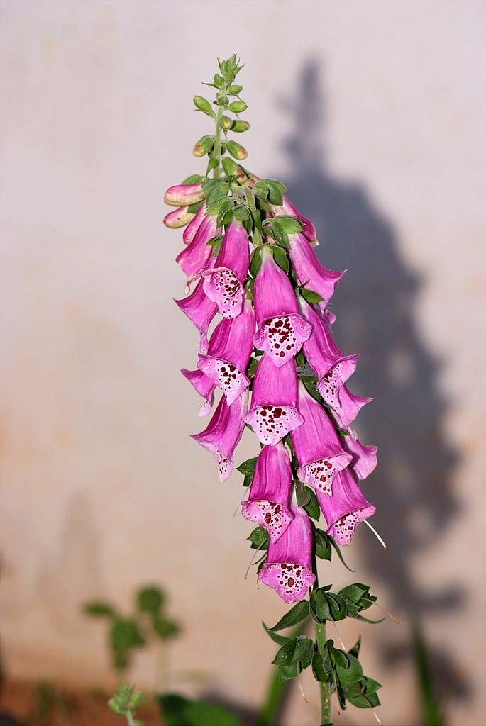디기탈리스 - Digitalis, Digitalis purpurea L.