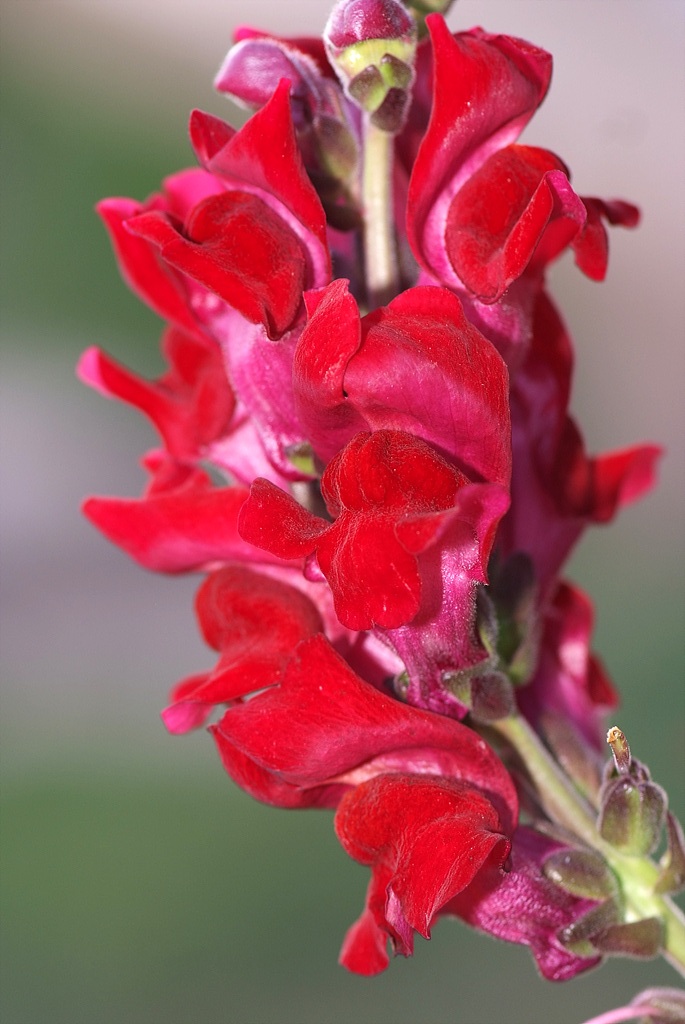 금어초 - snapdragon, Antirrhinum majus