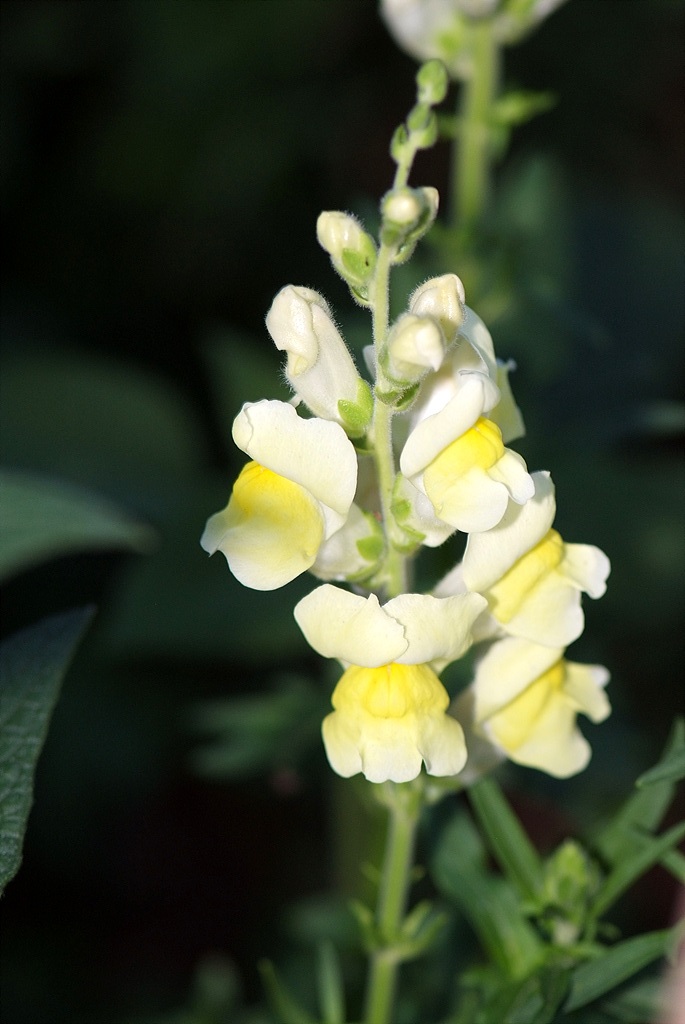 금어초 - snapdragon, Antirrhinum majus