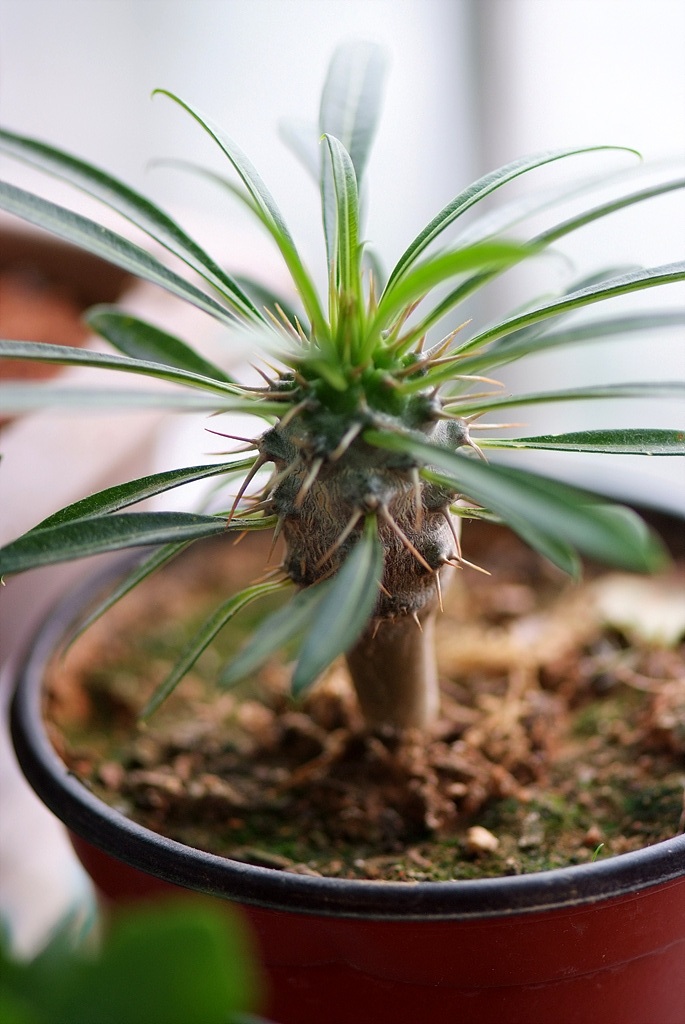 라메리 - Branched Madagascar palm, Pachypodium rutenbergianum var. lamerei 