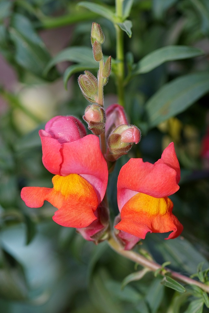 금어초 - snapdragon, Antirrhinum majus