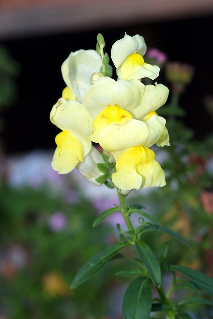 금어초 - snapdragon, Antirrhinum majus