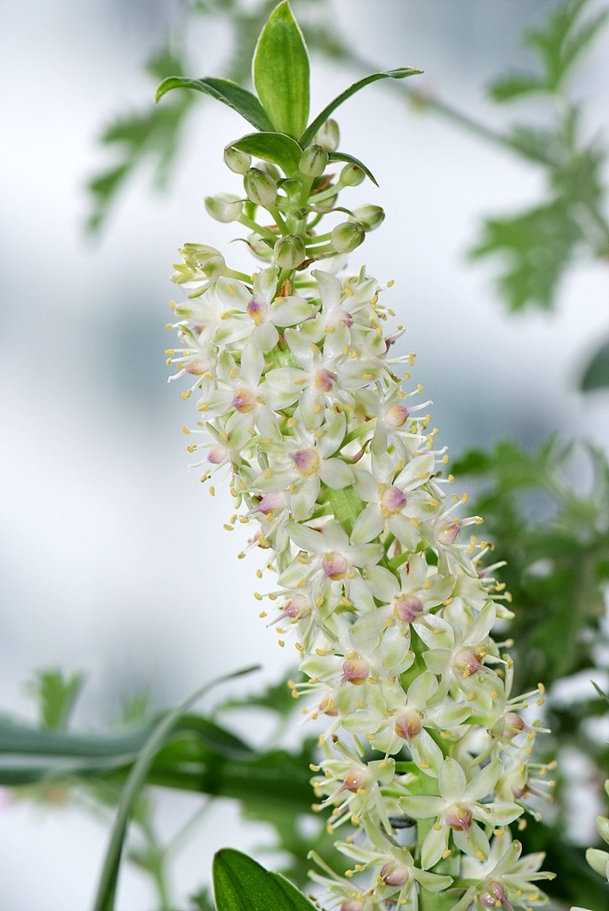 파인애플릴리 - Pineapple Lily, pineapple flowers, Eucomis