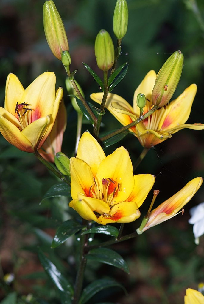 백합 - Lily, Lilium longiflorum Thunb.