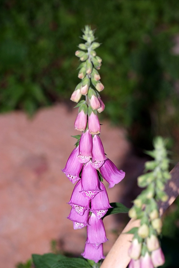 디기탈리스 - Digitalis, Digitalis purpurea L.