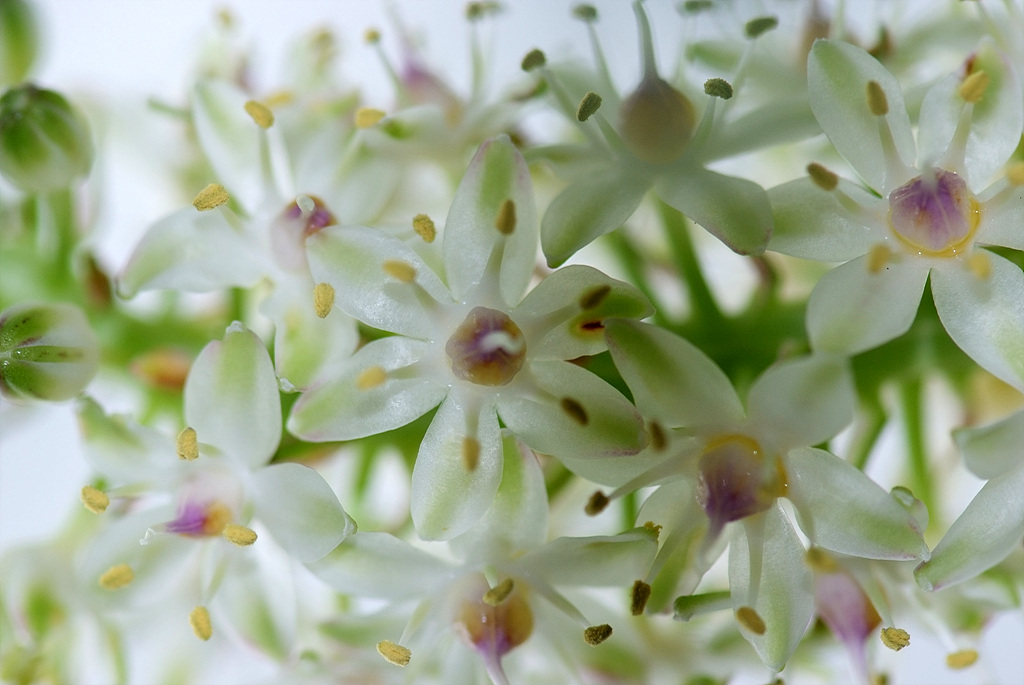파인애플릴리 - Pineapple Lily, pineapple flowers, Eucomis