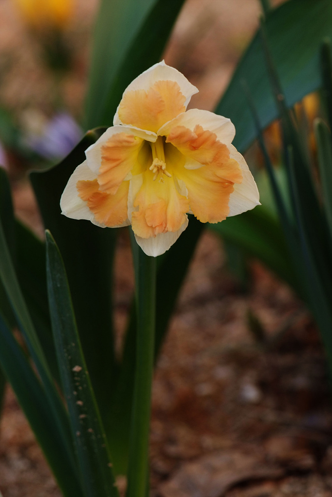 수선화 - daffodil, Narcissus tazetta var. chinensis