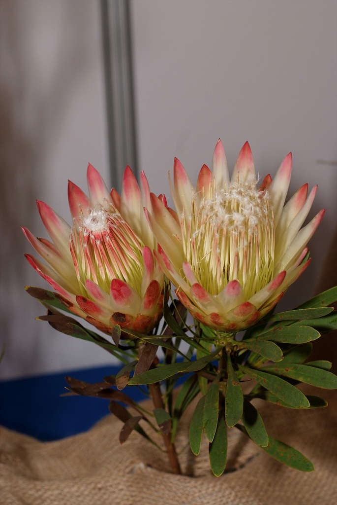 프로티아 리펜스 - Sugarbush, common sugarbush, real sugarbush, honey protea, suikerbos, stroopbos, Protea repens