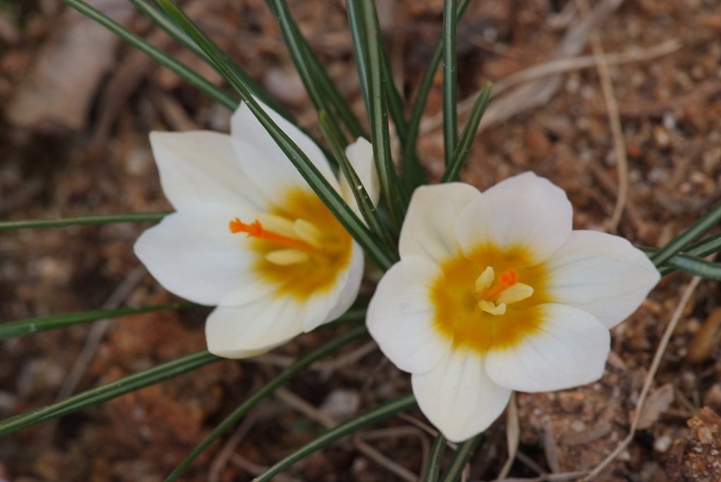 크로커스 - Crocus, Crocus spp.