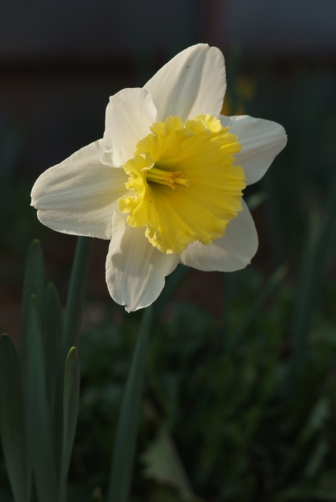 수선화 - daffodil, Narcissus tazetta var. chinensis