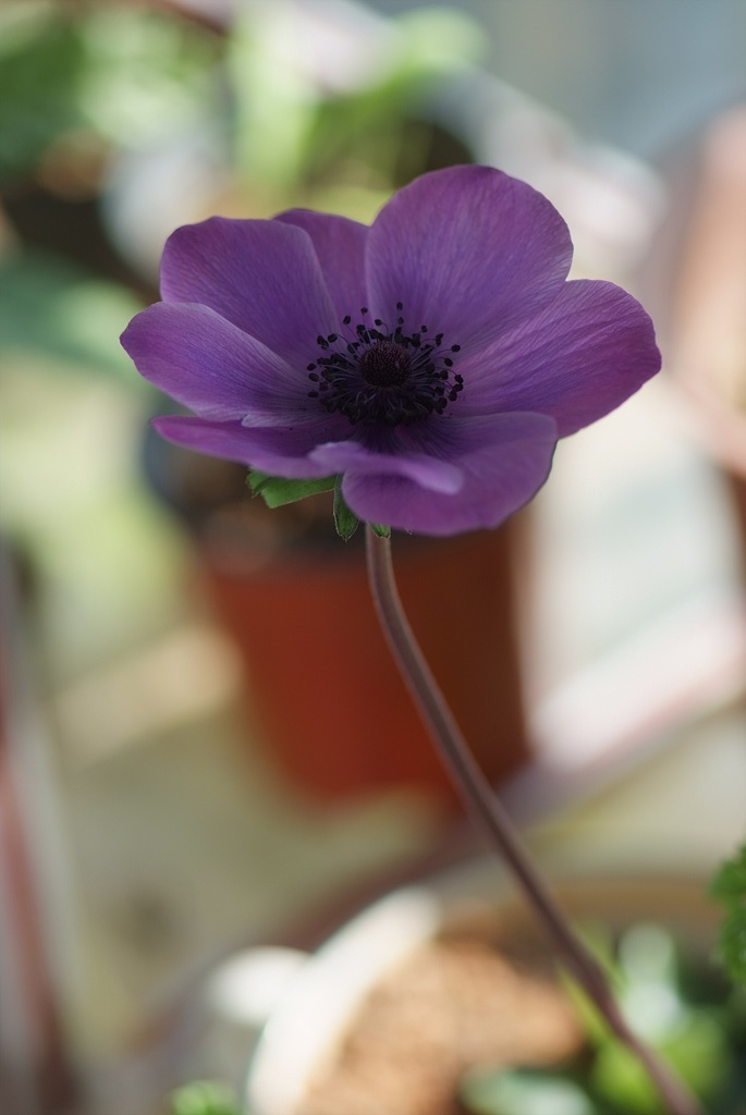 아네모네  - anemone, Anemone coronaria
