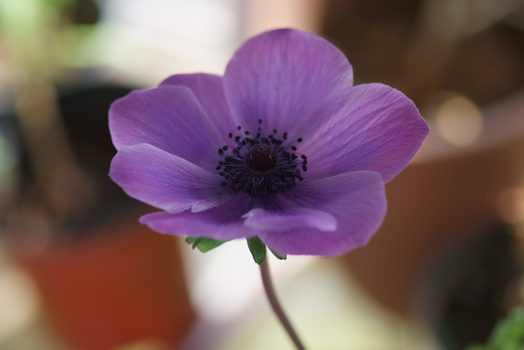 아네모네  - anemone, Anemone coronaria