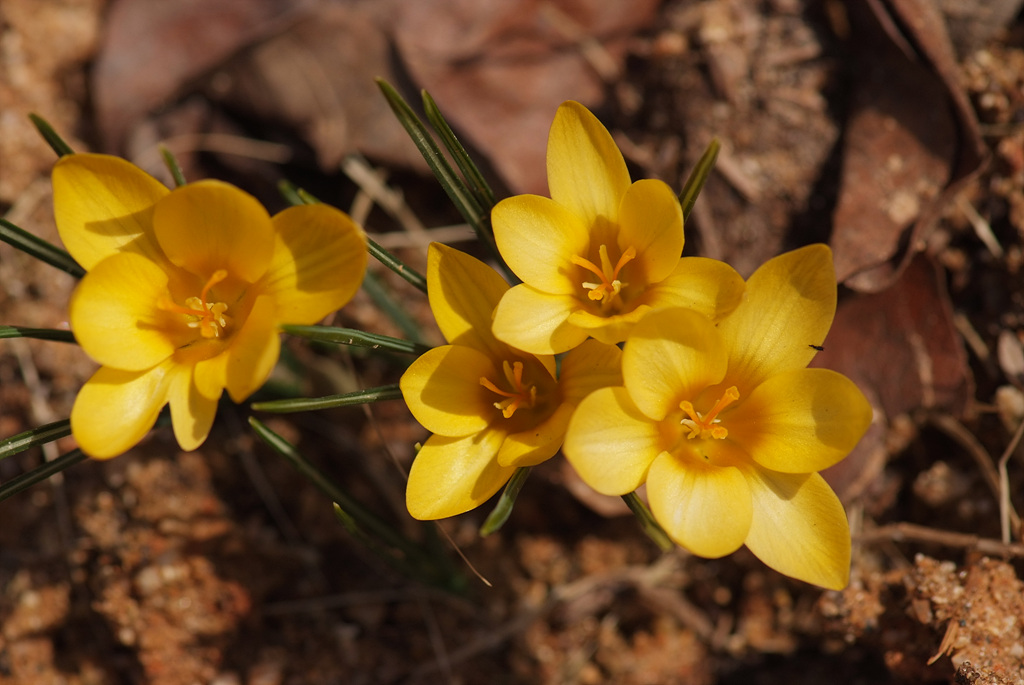 크로커스 - Crocus, Crocus spp.