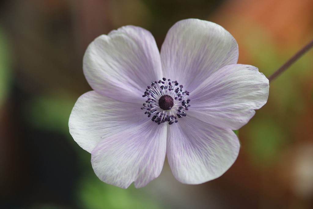 아네모네  - anemone, Anemone coronaria