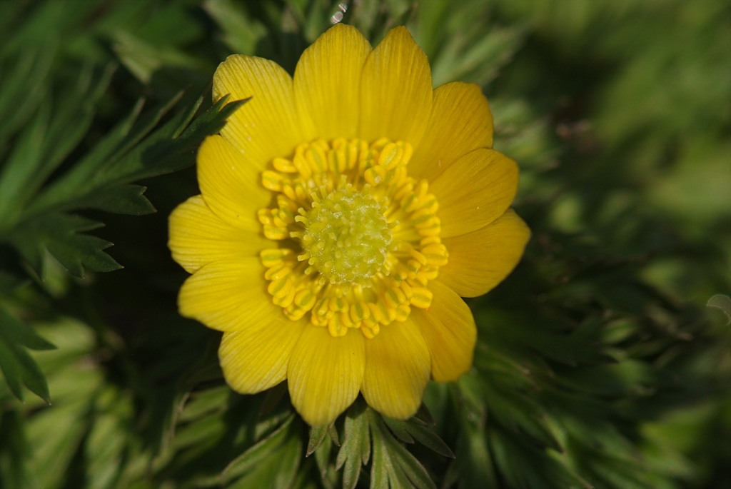 복수초 - Adonis amurensis