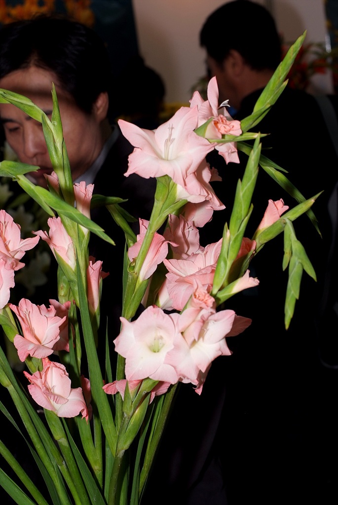 글라디올러스 - Gladiolus gandavensis Van Houtte
