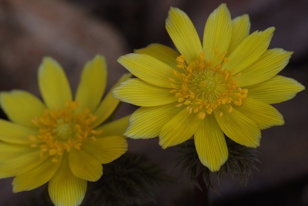 복수초 - Adonis amurensis