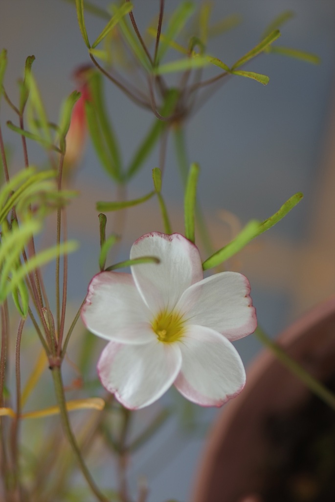 바람개비사랑초 - Oxalis, Wood Sorrel, Oxalis versicolor