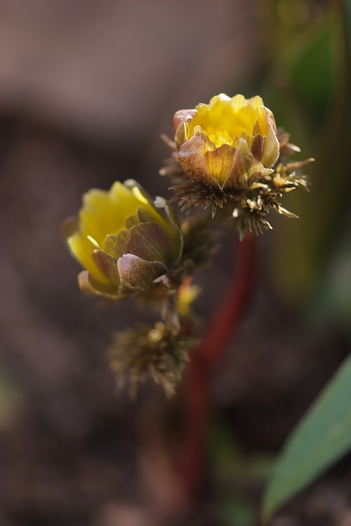 복수초 - Adonis amurensis