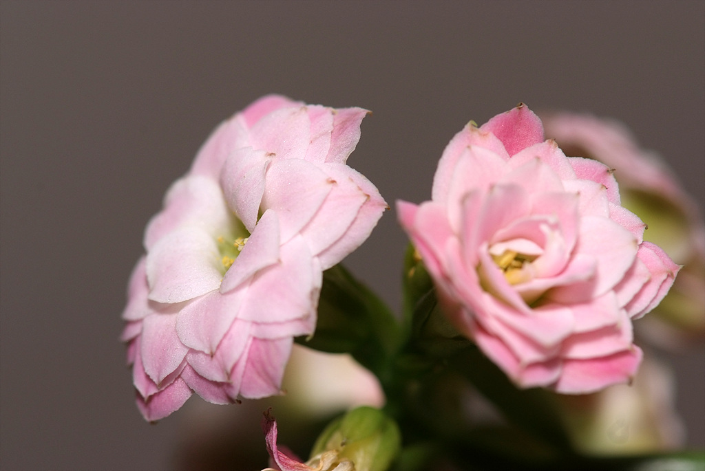 카랑코에 - Kalanchoe, Kalanchoe blossfeldiana