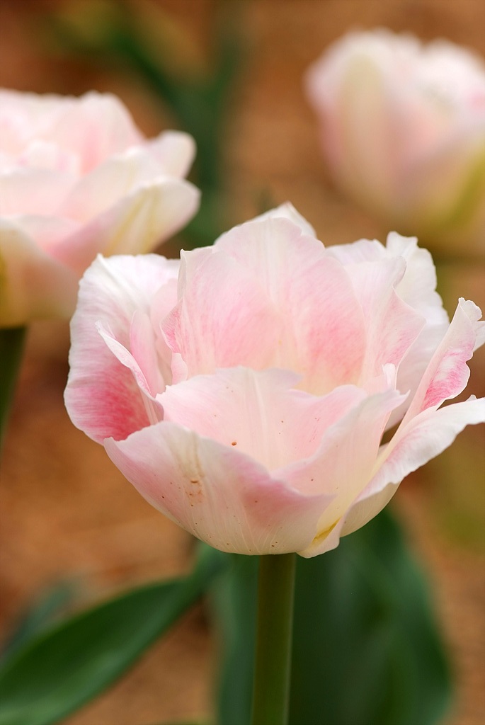 튤립 - Tulip, Tulipa gesneriana