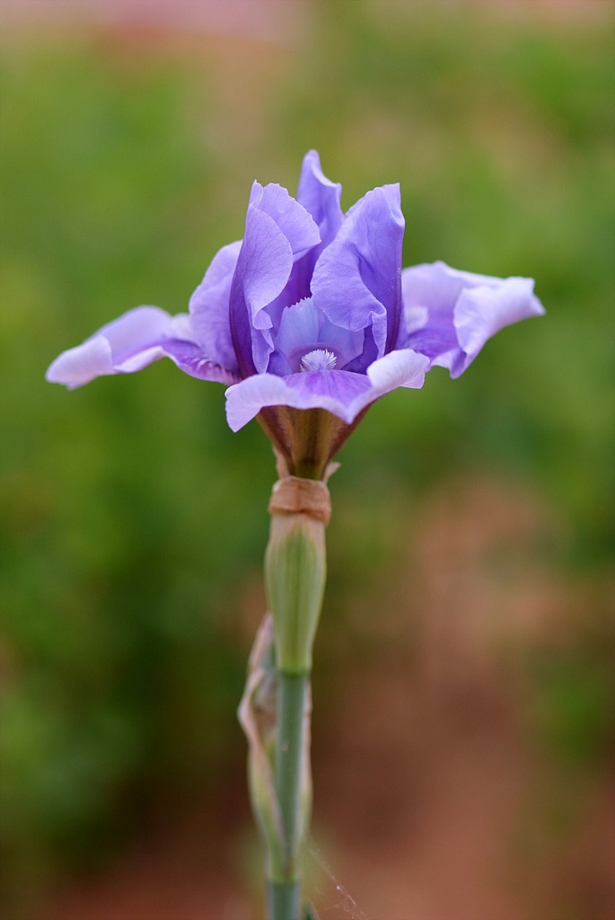 독일붓꽃 - German iris, Iris germanica L.